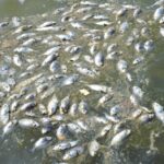 Lomé : Des poissons morts en masse retrouvés dans le bassin de Todman, le gouvernement alerte